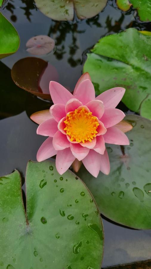 Dragonfly Appartamento Bianca Angera Ngoại thất bức ảnh